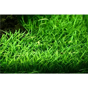 Tropica Lilaeopsis brasiliensis 1-2 Grow! Tropica Lilaeopsis brasiliensis 1-2 Grow!