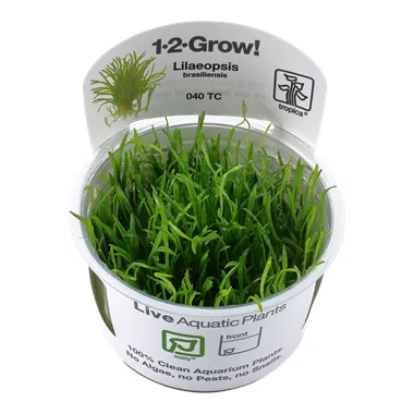 Tropica Lilaeopsis brasiliensis 1-2 Grow!