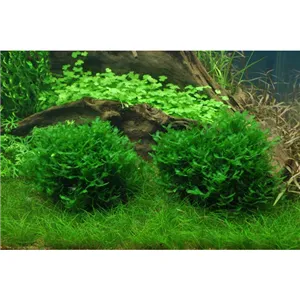 Tropica Monosolenium tenerum 1-2 Grow! Tropica Monosolenium tenerum 1-2 Grow!