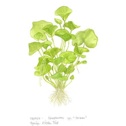 Nymphoides hydrophylla 