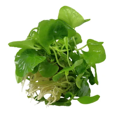Nymphoides hydrophylla 