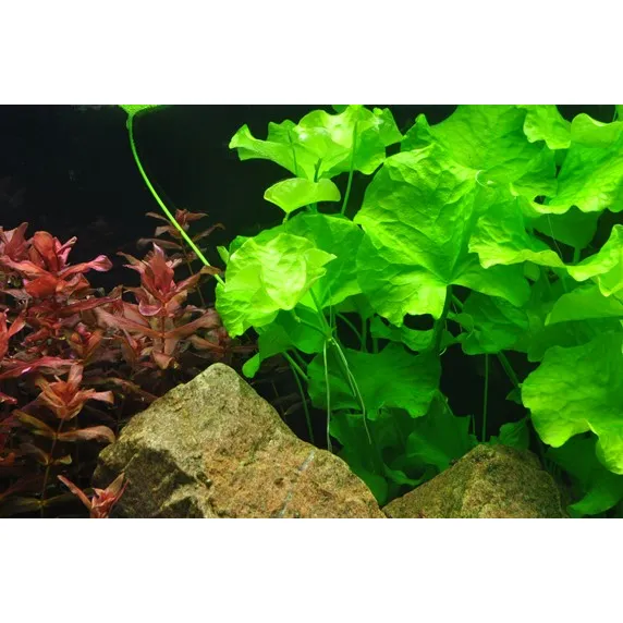 Nymphoides hydrophylla 