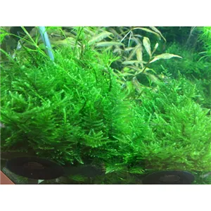 Tropica Taxiphyllum 'Taiwan moss' 1-2 Grow! Tropica Taxiphyllum 'Taiwan moss' 1-2 Grow!