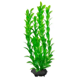 Rostlina Hygrophila 23 cm Rostlina Hygrophila 23 cm