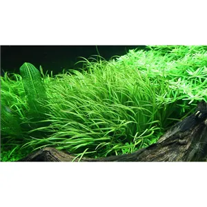 Tropica Blyxa japonica 1-2 Grow! Tropica Blyxa japonica 1-2 Grow!