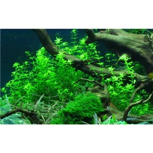 Tropica Hemianthus micranthemoides 1-2 Grow! Tropica Hemianthus micranthemoides 1-2 Grow!