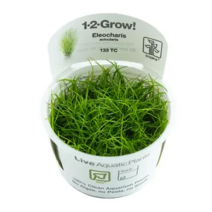 Tropica Eleocharis acicularis 1-2 Grow! Tropica Eleocharis acicularis 1-2 Grow!