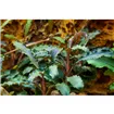 Tropica Bucephalandra 'Kedagang' Tropica Bucephalandra 'Kedagang'