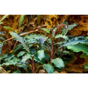 Tropica Bucephalandra 'Kedagang' Tropica Bucephalandra 'Kedagang'