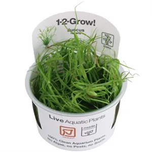 Tropica Juncus repens 1-2 Grow! Tropica Juncus repens 1-2 Grow!