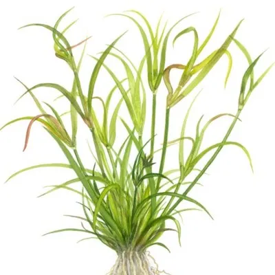 Tropica Juncus repens 1-2 Grow!