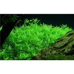 Tropica Rotala rotundifolia ’Green’ 1-2 Grow! Tropica Rotala rotundifolia ’Green’ 1-2 Grow!