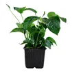 Anubias barteri var. caladiifolia XL