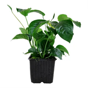 Anubias barteri var. caladiifolia XL Anubias barteri var. caladiifolia XL