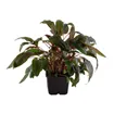 Cryptocoryne wendtii 'Tropica' XL