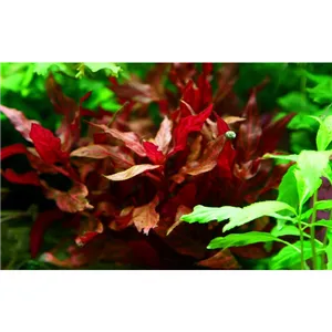 Tropica Alternanthera reineckii Rosanervig Tropica Alternanthera reineckii Rosanervig