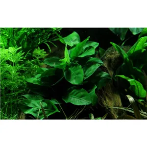 Tropica Anubias barteri var. nana Tropica Anubias barteri var. nana