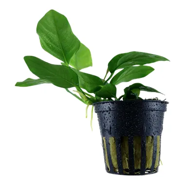 Tropica Anubias barteri var. nana