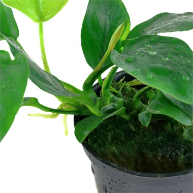 Tropica Anubias barteri var. nana