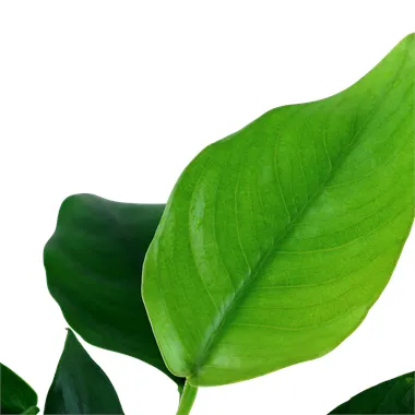 Tropica Anubias barteri var. nana