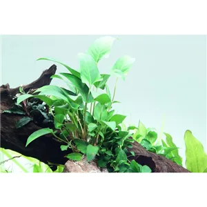 Tropica Anubias gracilis Tropica Anubias gracilis