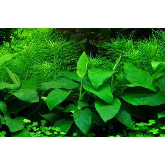 Anubias nana 