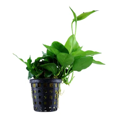 Anubias nana 