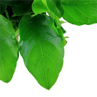 Anubias nana 