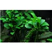 Tropica Anubias 'Petite' Tropica Anubias 'Petite'