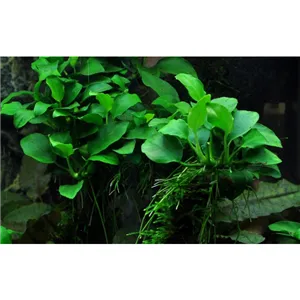 Tropica Anubias 'Petite' Tropica Anubias 'Petite'