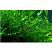 Bolbitis heudelotii Bolbitis heudelotii