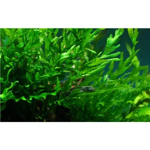 Bolbitis heudelotii Bolbitis heudelotii