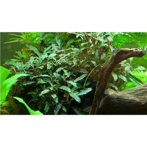 Tropica Bucephalandra sp. 'Red' Tropica Bucephalandra sp. 'Red'