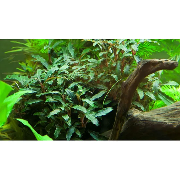 Tropica Bucephalandra sp. 