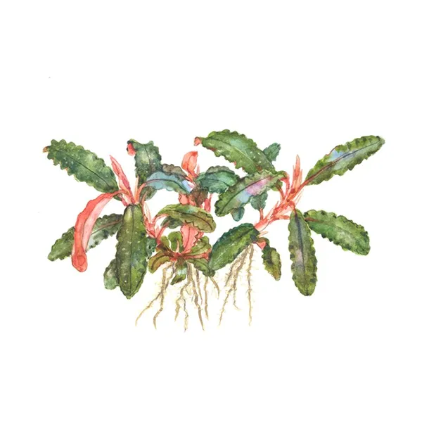 Tropica Bucephalandra sp. 