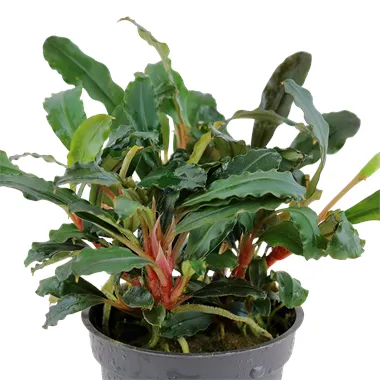 Tropica Bucephalandra sp. 