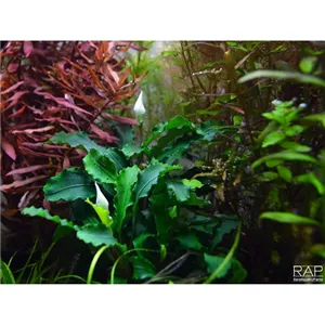 Tropica Bucephalandra pygmaea “Bukit Kelam“ Tropica Bucephalandra pygmaea “Bukit Kelam“
