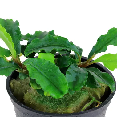 Tropica Bucephalandra pygmaea “Bukit Kelam“