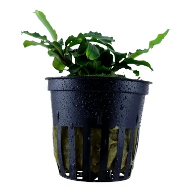 Tropica Bucephalandra pygmaea “Bukit Kelam“