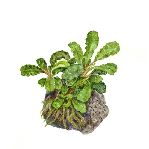 Tropica Bucephalandra pygmaea “Bukit Kelam“