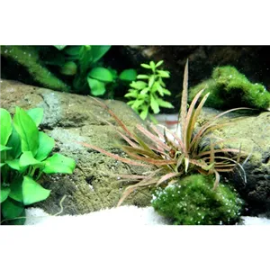 Tropica Cryptocoryne albida 'Brown' Tropica Cryptocoryne albida 'Brown'