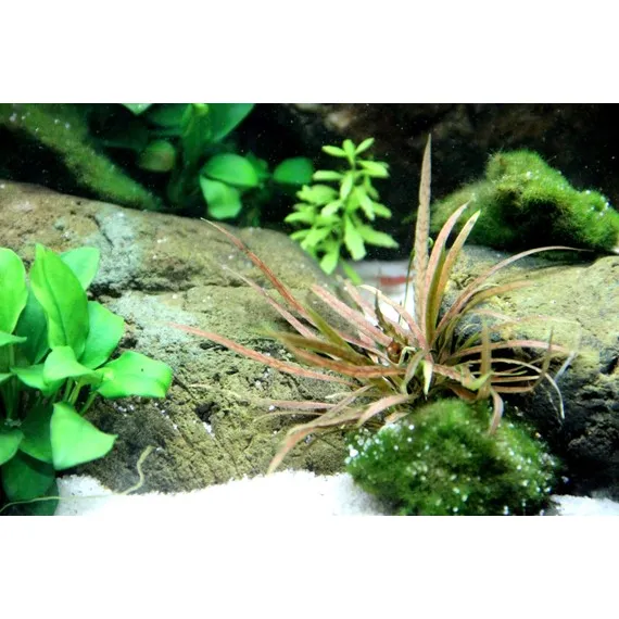 Tropica Cryptocoryne albida 