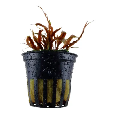 Tropica Cryptocoryne albida 