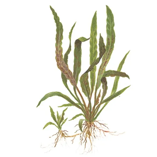 Tropica Cryptocoryne albida 