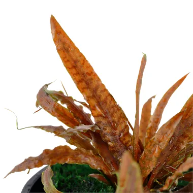 Tropica Cryptocoryne albida 