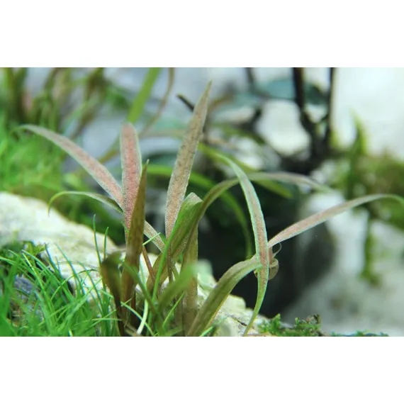 Tropica Cryptocoryne albida 