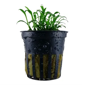 Tropica Cryptocoryne parva Tropica Cryptocoryne parva