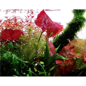 Tropica Nymphaea lotus Tropica Nymphaea lotus