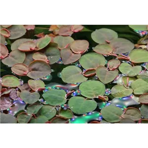 Tropica Phyllanthus fluitans 1-2 Grow! Tropica Phyllanthus fluitans 1-2 Grow!