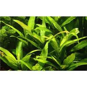 Tropica Hygrophila corymbosa 'Stricta' Tropica Hygrophila corymbosa 'Stricta'